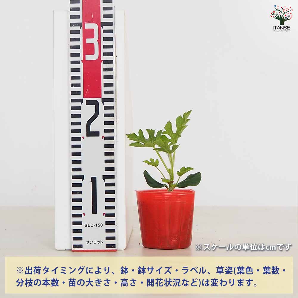 スイカの苗 紅小玉スイカ2個~ 【野菜の苗 3号】