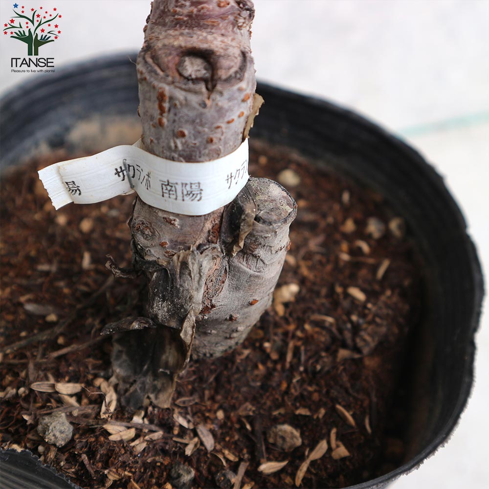 さくらんぼの苗 南陽(なんよう)【果樹の苗木 15cmポット 1～2年生 接木