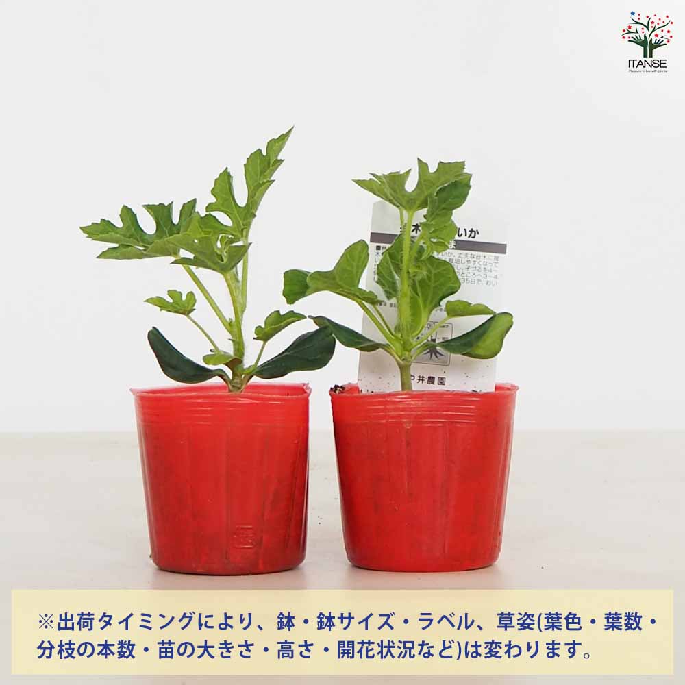 スイカの苗 紅小玉スイカ2個~ 【野菜の苗 3号】