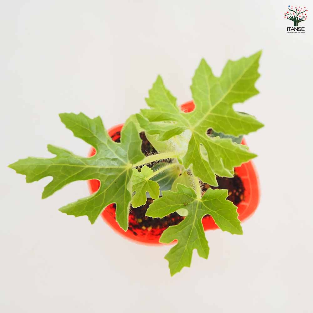 スイカの苗 紅小玉スイカ2個~ 【野菜の苗 3号】