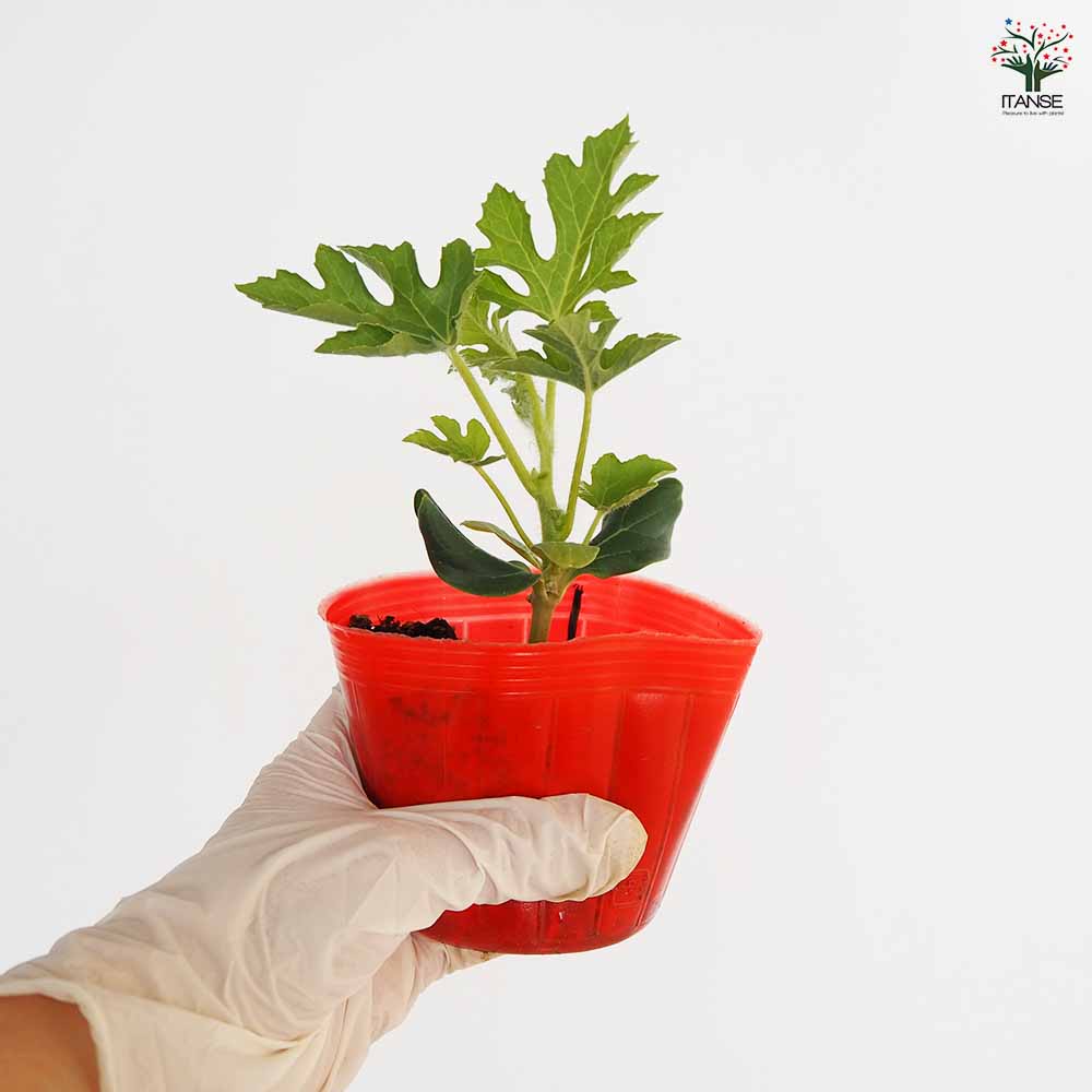 スイカの苗 紅小玉スイカ2個~ 【野菜の苗 3号】