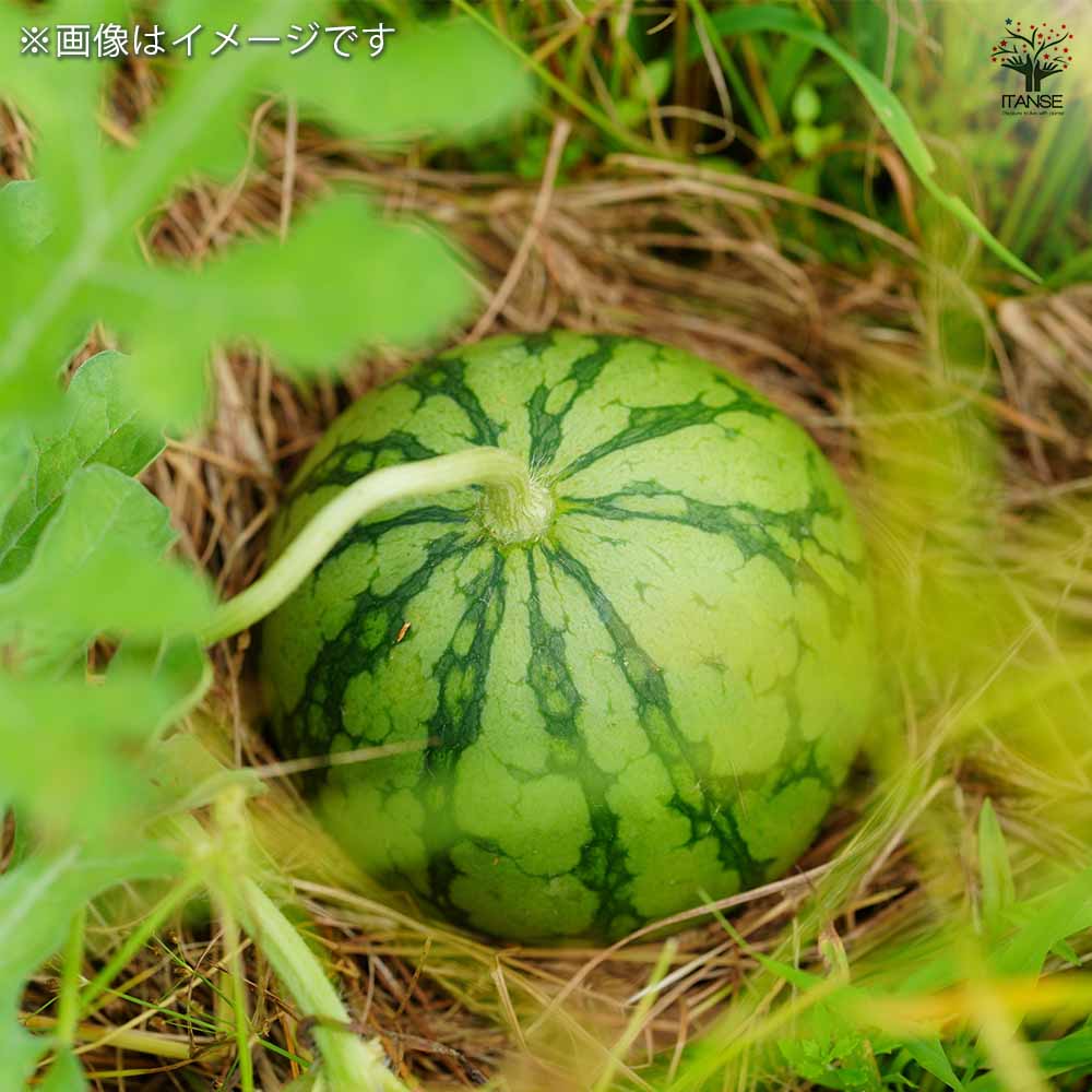 スイカの苗 紅小玉スイカ2個~ 【野菜の苗 3号】