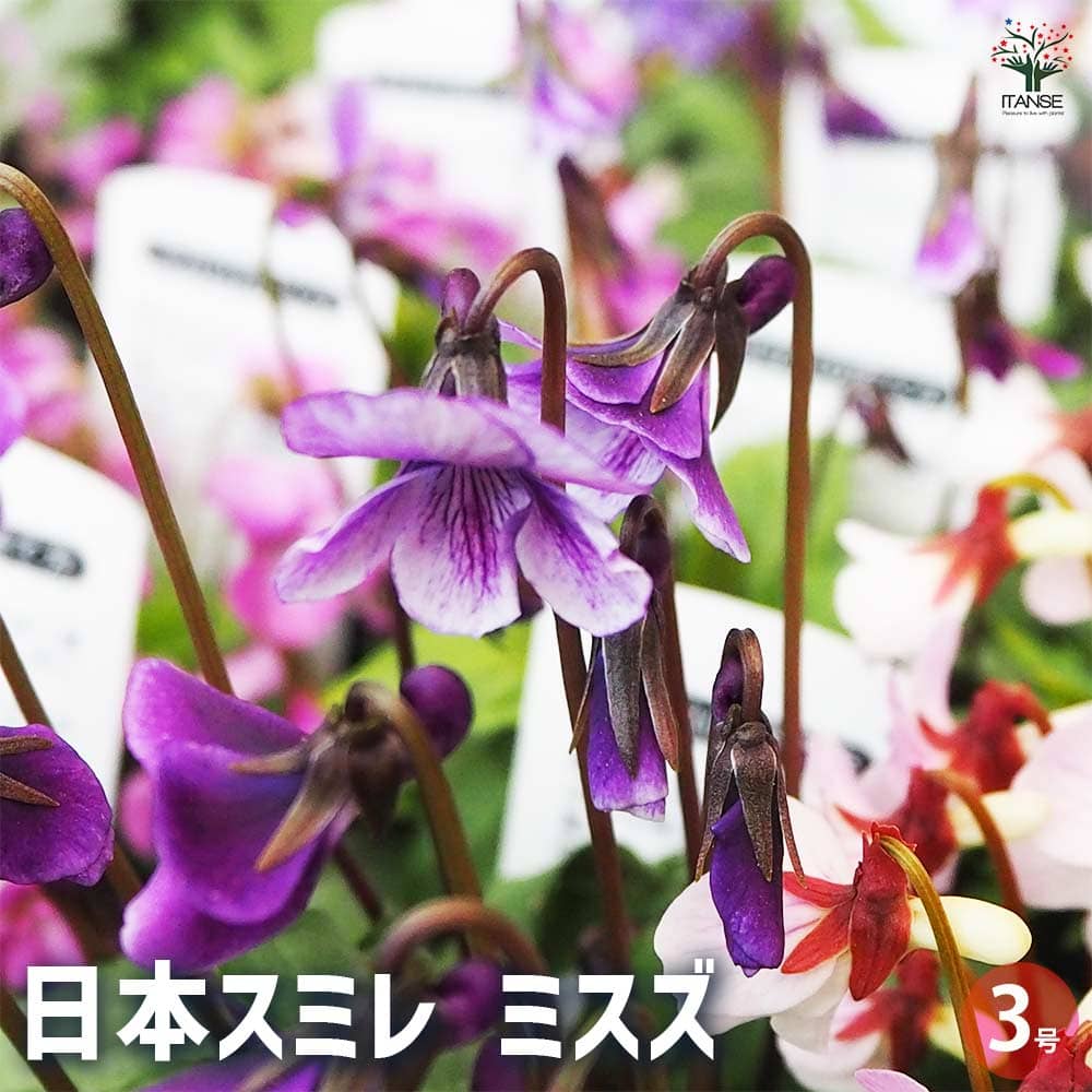 日本スミレ ミスズ 【花苗 3号】｜ 【植物のITANSE】全品送料