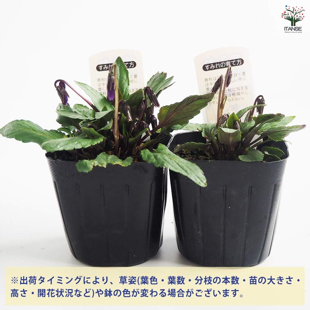 激レア　ガラスの花と壊す世界 限定特典 ミニ色紙 スミレ ハガキ/ポストカード｜紙シリーズ｜ポストカード すみれ柄