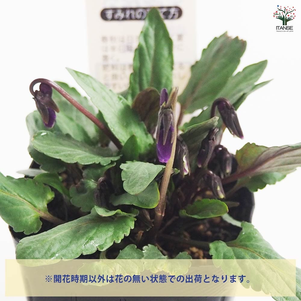 日本スミレ ミスズ 【花苗 3号】｜ 【植物のITANSE】全品