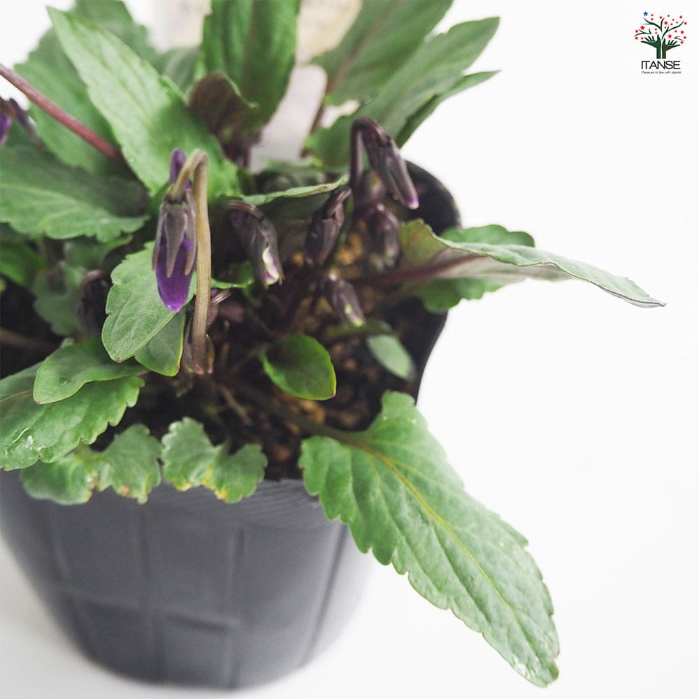 菫さま専用8/23限定 花芽すみれ 5周年記念2023