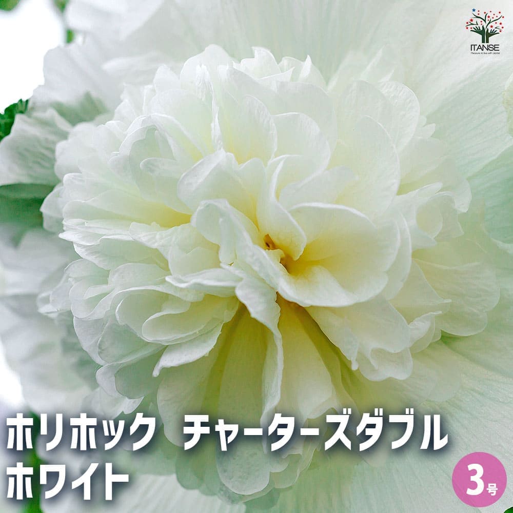 ホリホック チャーターズダブル ホワイト 【花苗 3号】｜ 【植物の