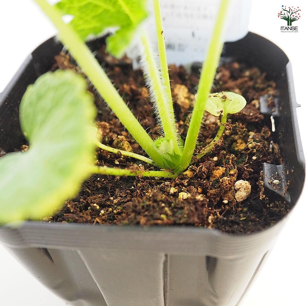 ホリホック チャーターズダブル ホワイト 【花苗 3号】｜ 【植物の