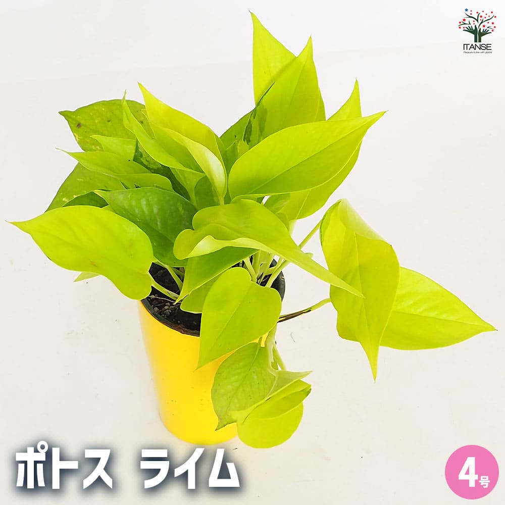 ポトス ライム4号長鉢 【観葉植物 4号】｜ 【植物のITANSE】全品