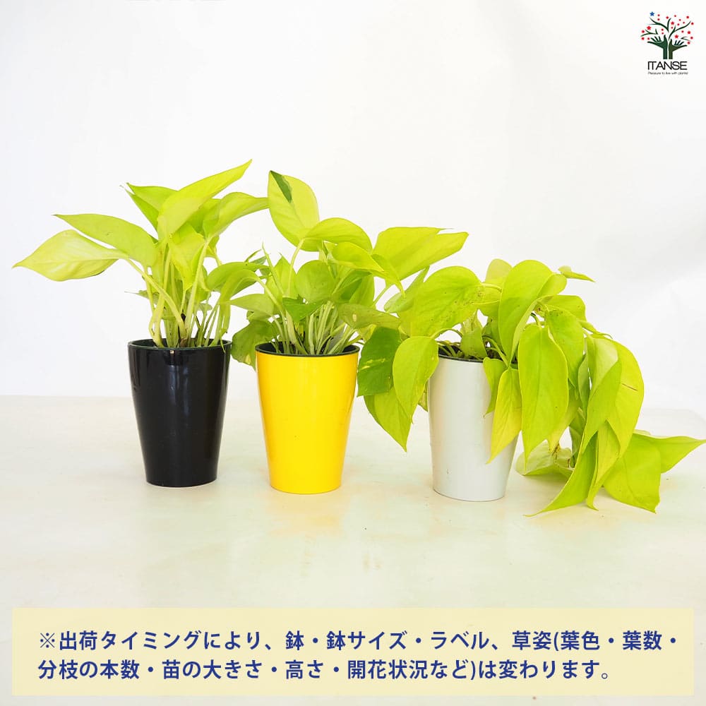 ポトス ライム4号長鉢 【観葉植物 4号】｜ 【植物のITANSE】全品