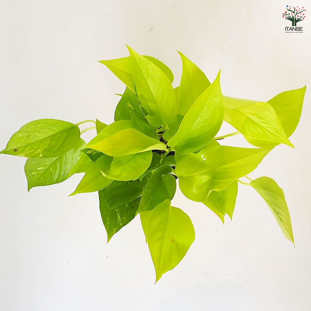 ポトス ライム4号長鉢 【観葉植物 4号】｜ 【植物のITANSE】全品