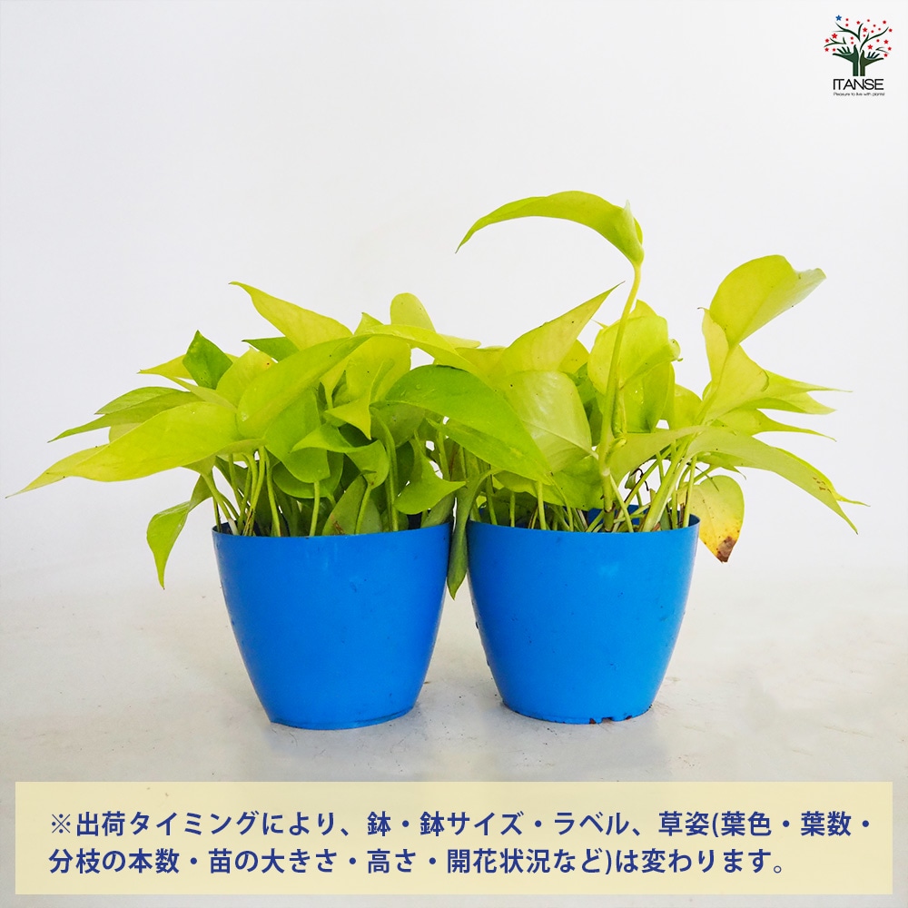 ポトス ライム4～5号 【観葉植物】｜ 【植物のITANSE】全品送料