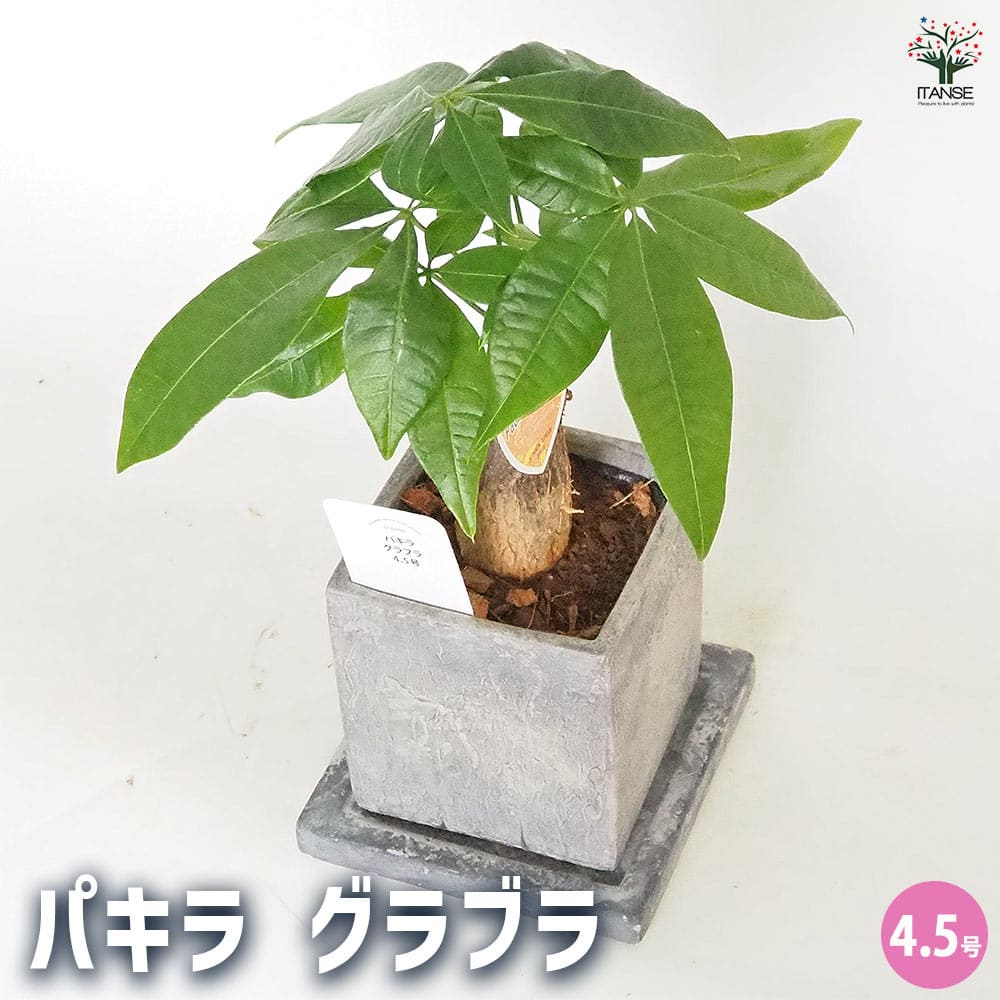 ひらがなけやき バラ売り 81hH0CbVOlL.jpg