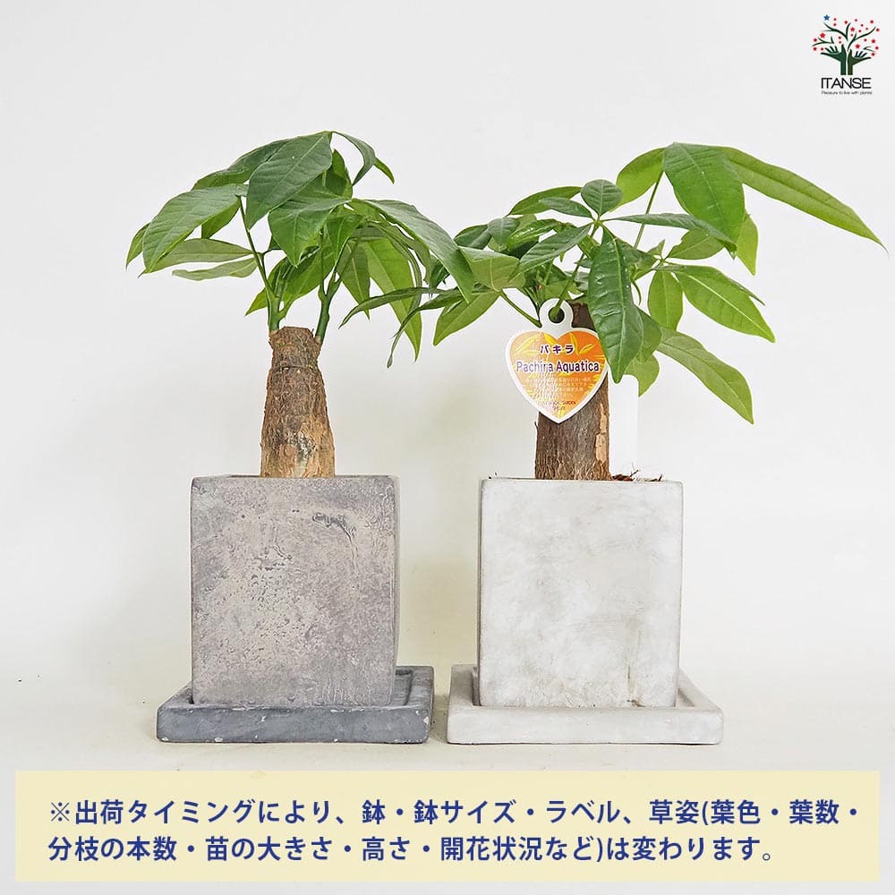 パキラ グラブラ陶器鉢 受皿付き 【観葉植物 4.5号/1個売り パキラ グラブラ陶器鉢 受皿付き 【観葉植物 4.5号/1個売り
