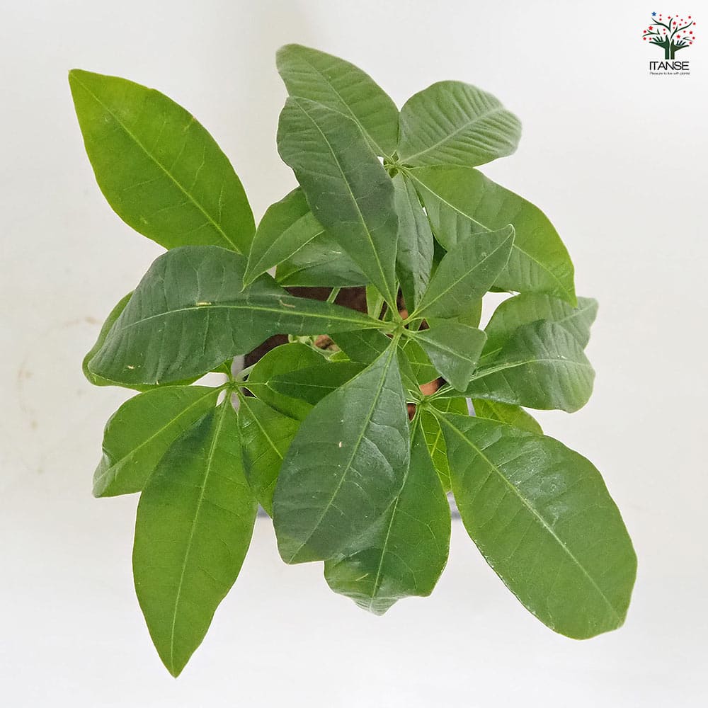 パキラ グラブラ陶器鉢 受皿付き 【観葉植物 4.5号／1個売り 