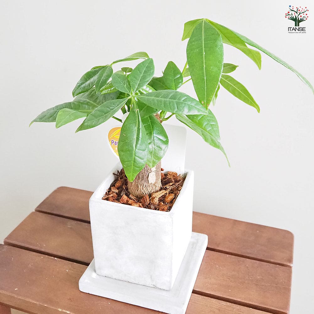 観葉植物 パキラ 鉢付 観葉植物 パキラ8号プラスチック鉢(鉢カバー付) 開店祝い 新築祝い