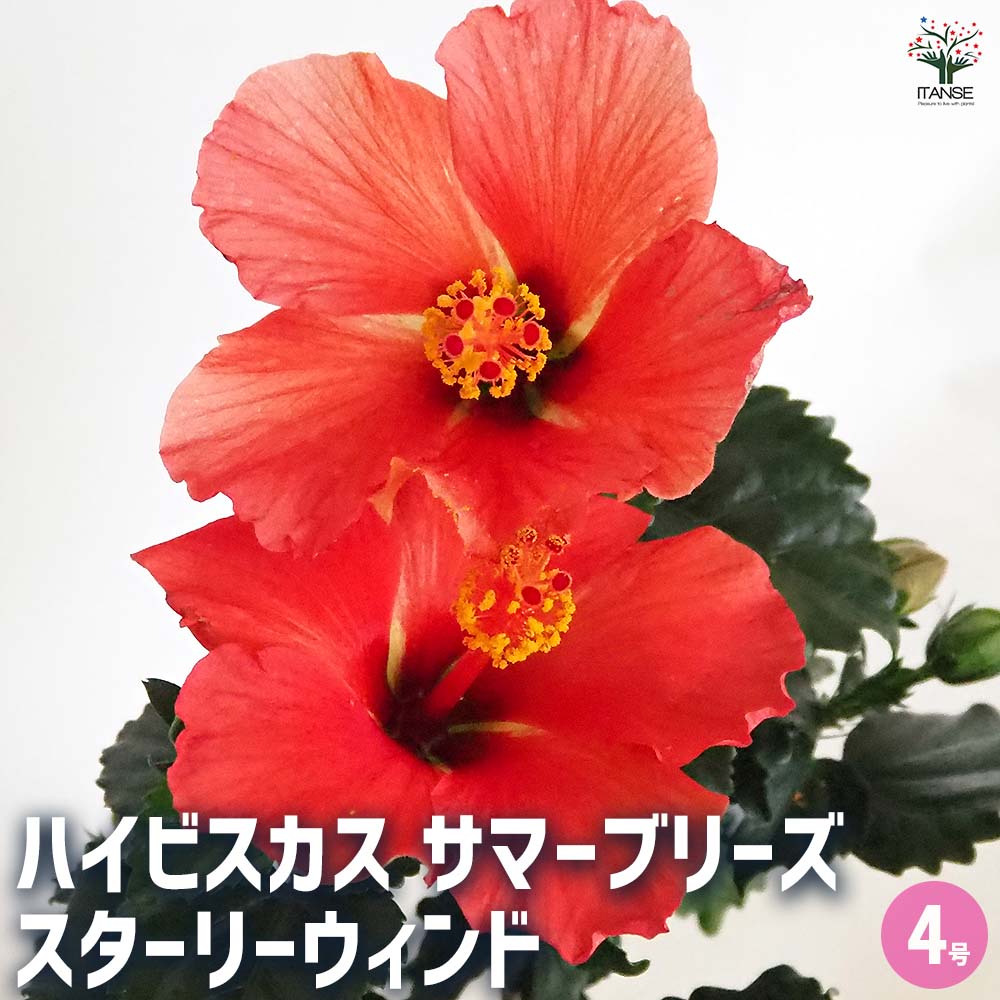 ハイビスカス サマーブリーズ スターリーウィンド 【花木苗 4号／1個