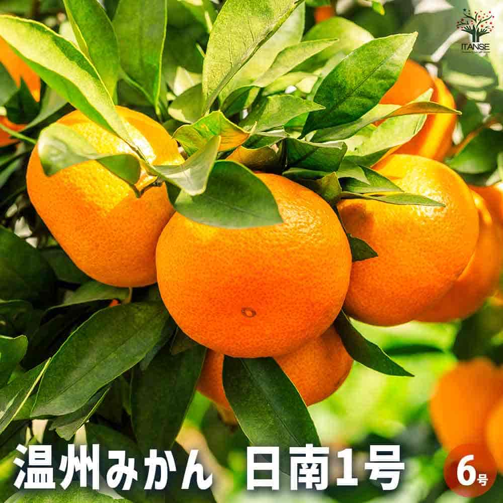温州蜜柑苗木 果樹 鉢ごと発送 楽天市場】せとか みかんの苗木 【5/25現在小さい実付き