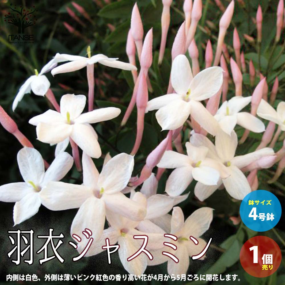 ハゴロモジャスミン （羽衣ジャスミン）【庭木 4号鉢／1個売り