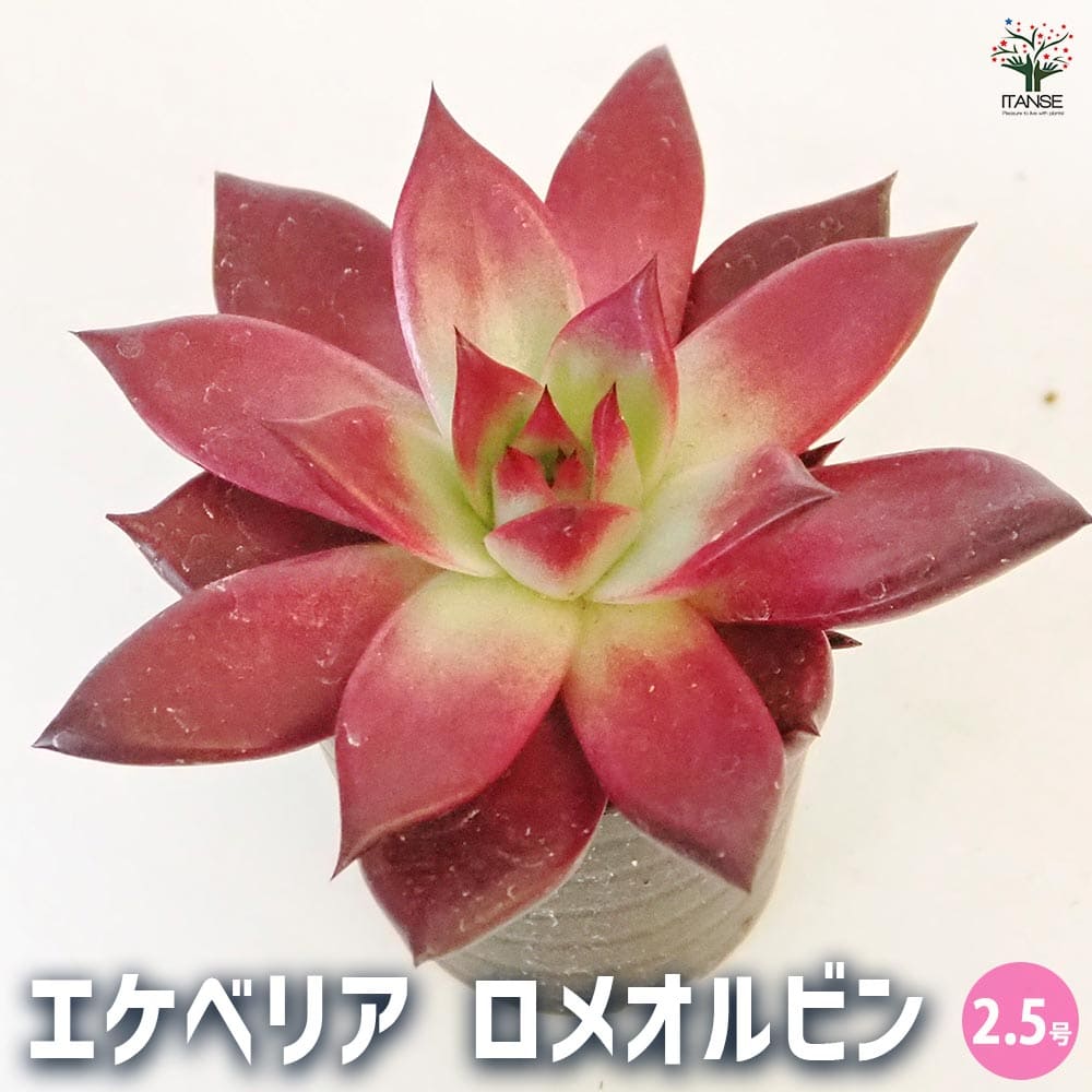 エケベリア ロメオルビン 【多肉植物 2.5号】