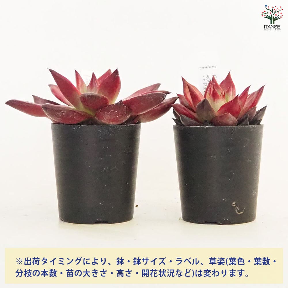 エケベリア ロメオルビン 【多肉植物 2.5号】