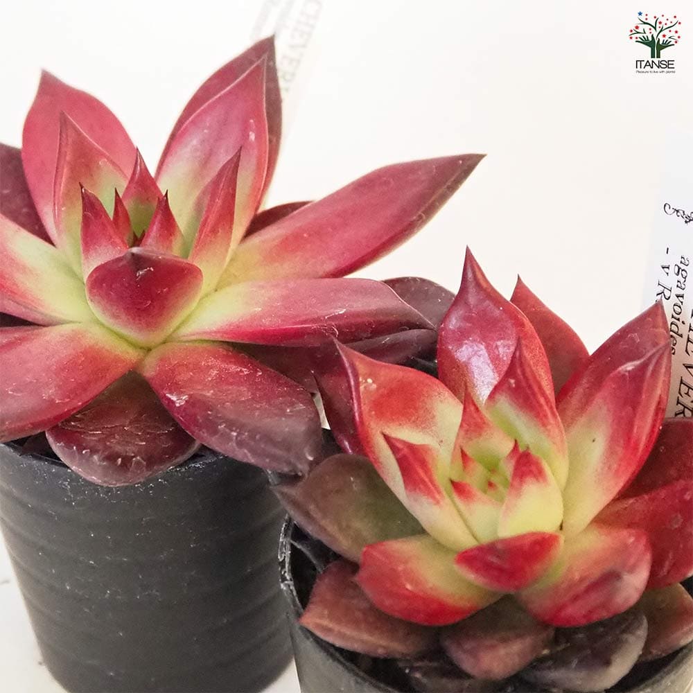 エケベリア ロメオルビン 【多肉植物 2.5号】