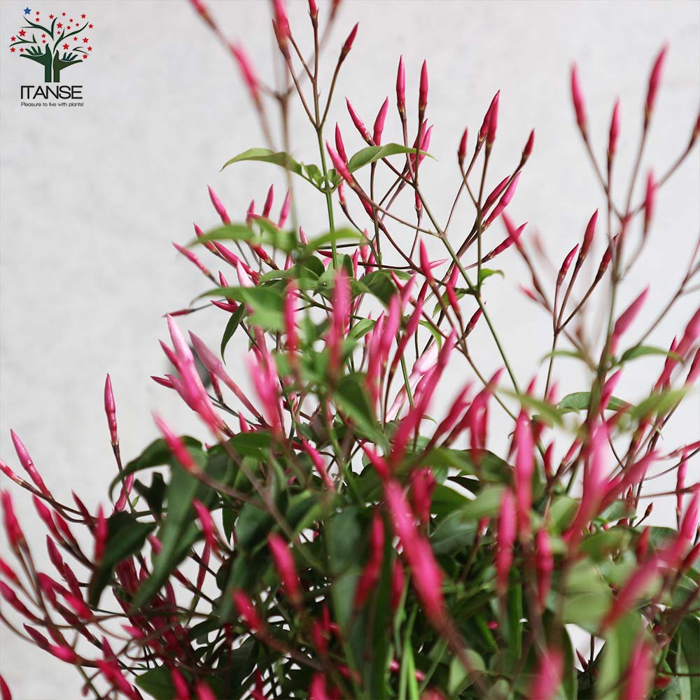 Itanse良品ｾﾚｸﾄ通販