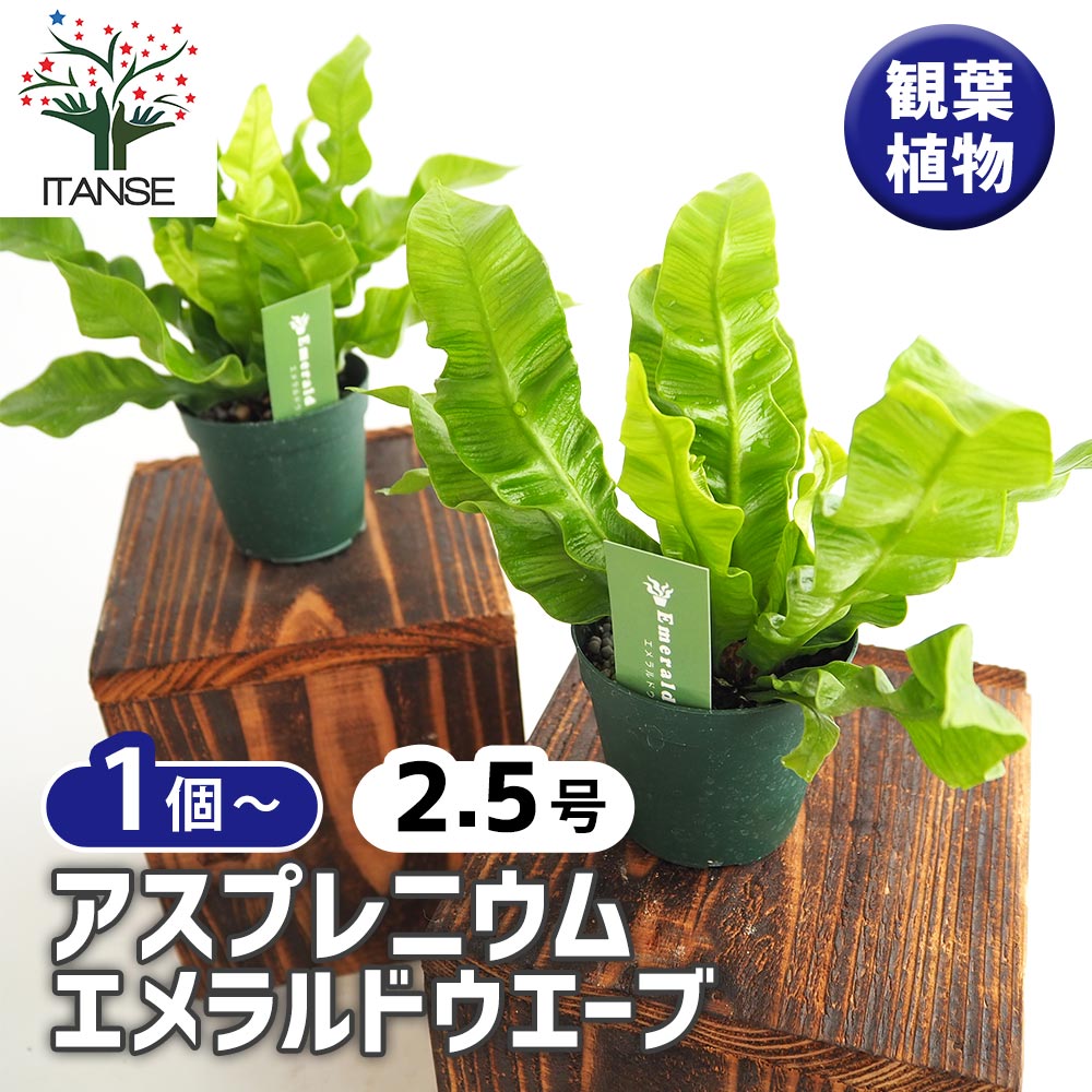 アスプレニウム エメラルドウエーブ