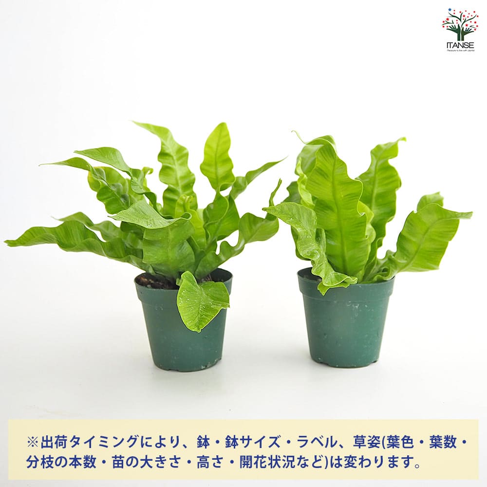 アスプレニウム エメラルドウエーブ 【観葉植物 2.5号】｜ 【植物の