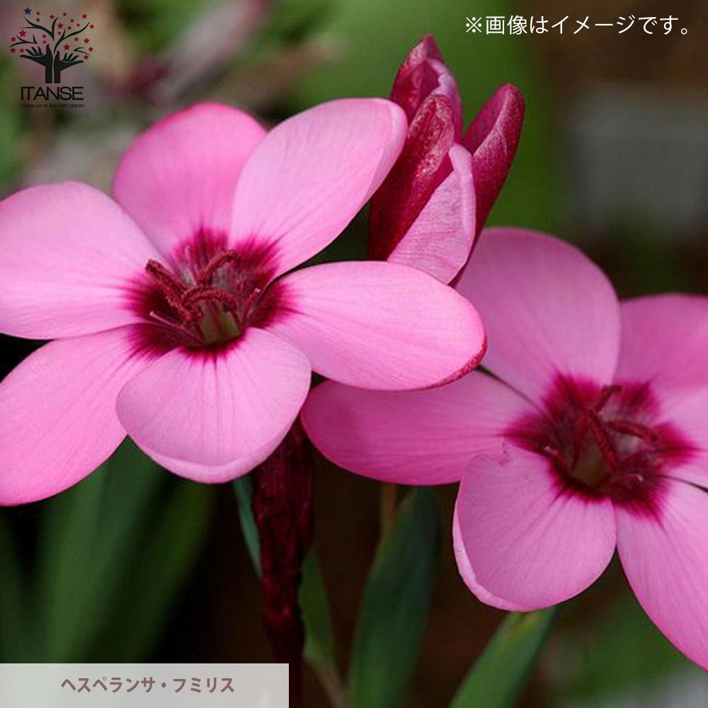 早春に咲く可愛い球根苗・バラエティー6品種Bセット：ムスカリ・ピンク