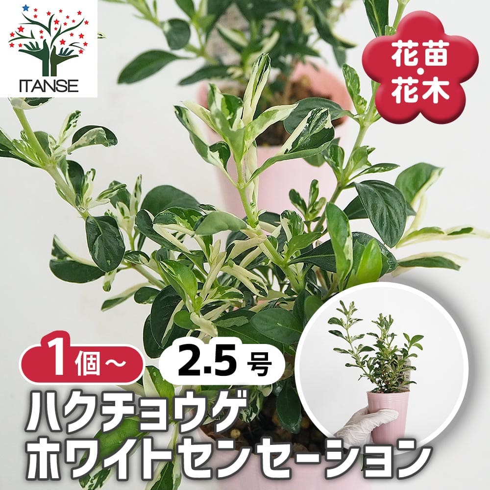 ハクチョウゲ ホワイトセンセーション 【花木苗 2.5号