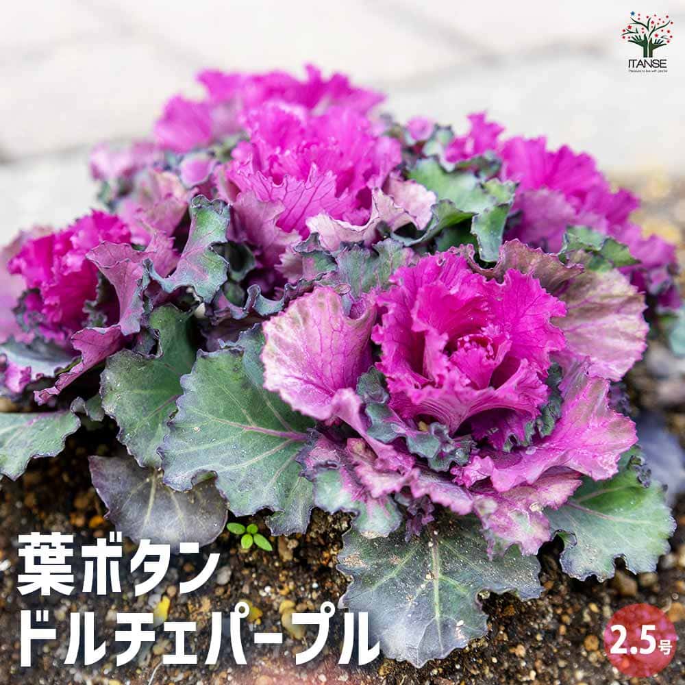 葉ボタン ドルチェパープル 【花苗 2.5号】｜ 【植物のITANSE