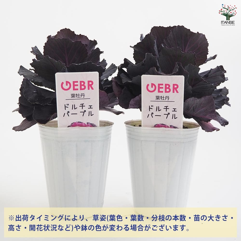葉ボタン ドルチェパープル 【花苗 2.5号】｜ 【植物のITANSE