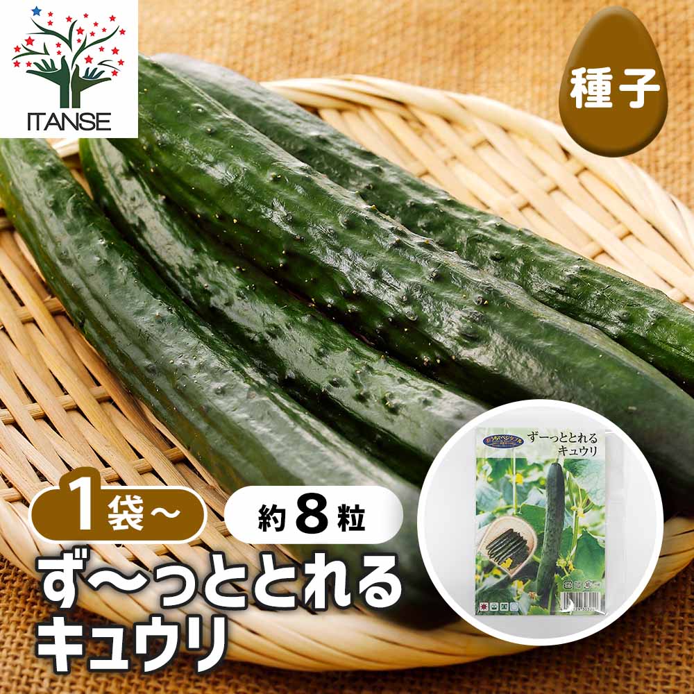 種子 ず～っととれるキュウリ  【 約8粒／1袋売り】