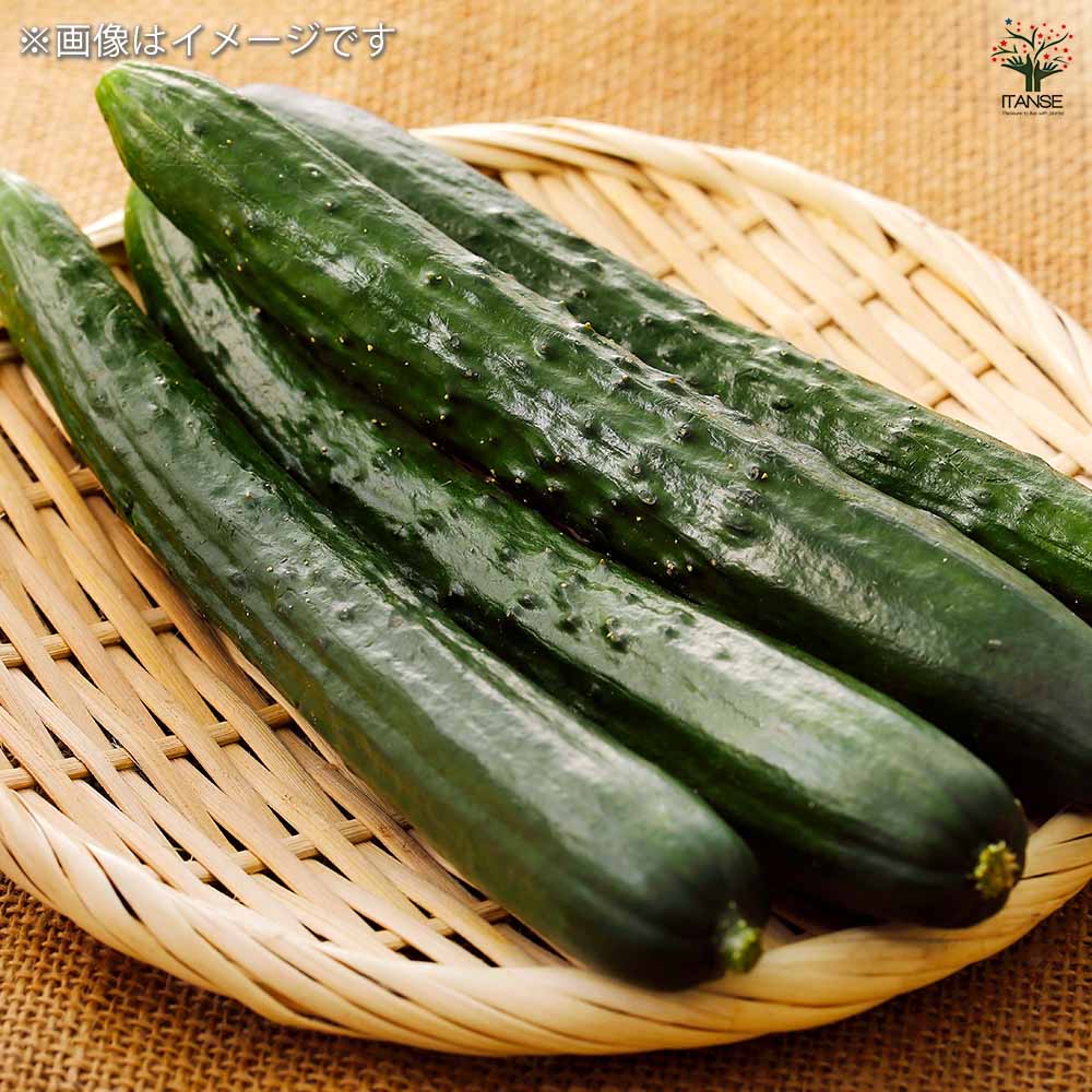 種子 ず～っととれるキュウリ  【 約8粒／1袋売り】