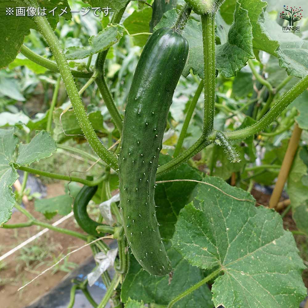 種子 ず～っととれるキュウリ  【 約8粒／1袋売り】