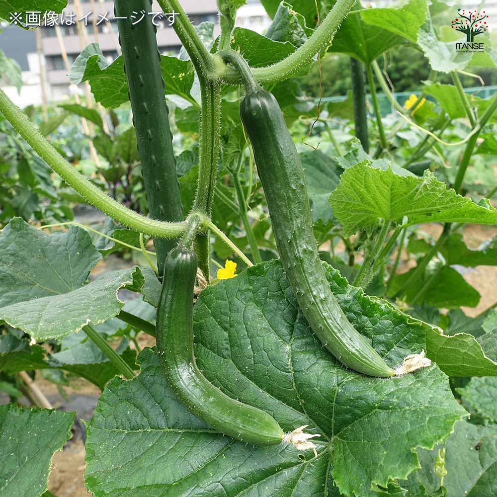 種子 ず～っととれるキュウリ  【 約8粒／1袋売り】