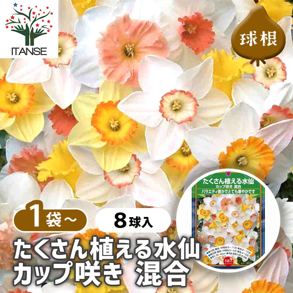 球根 たくさん植える水仙 カップ咲き 混合 【花球根 8球】｜ 【植物の