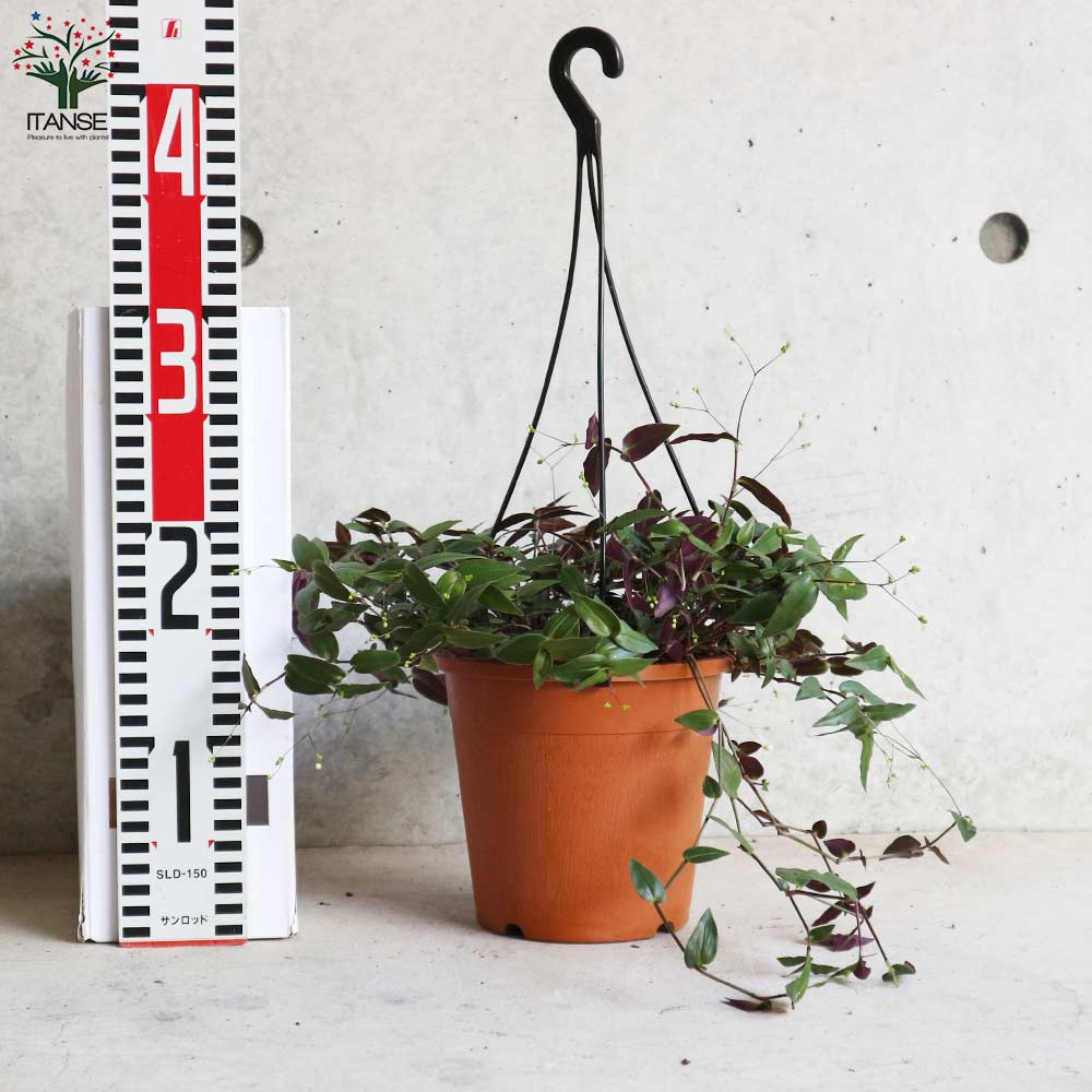 売り出し 観葉植物 ブライダルベール 吊り鉢タイプ 5号 1鉢 Rmladv Com Br 売り出し 観葉植物 ブライダルベール 吊り鉢タイプ 5号 1鉢 Rmladv Com Br