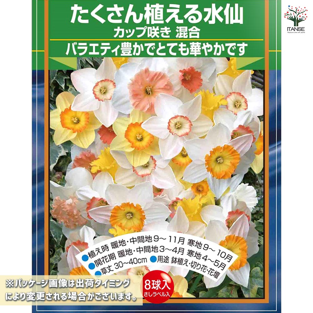 球根 たくさん植える水仙 カップ咲き 混合 【花球根 8球】