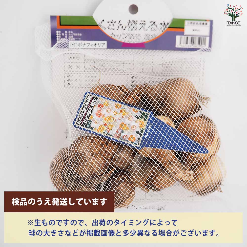 球根 たくさん植える水仙 カップ咲き 混合 【花球根 8球】