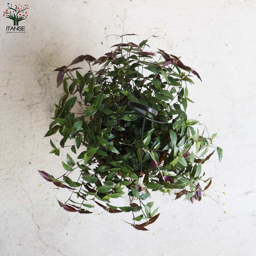 Itanse良品ｾﾚｸﾄ通販