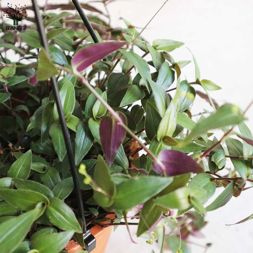 Itanse良品ｾﾚｸﾄ通販