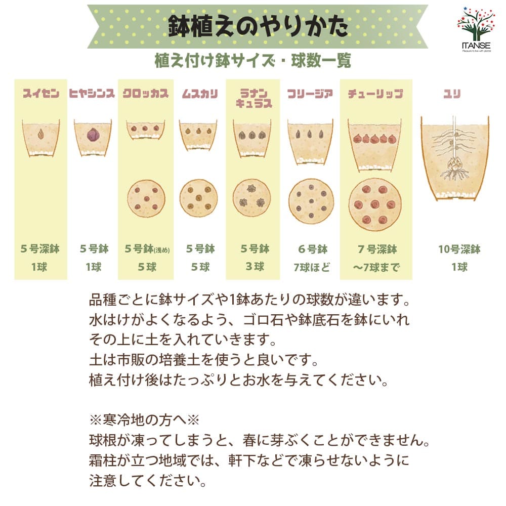 球根 たくさん植える水仙 カップ咲き 混合 【花球根 8球】