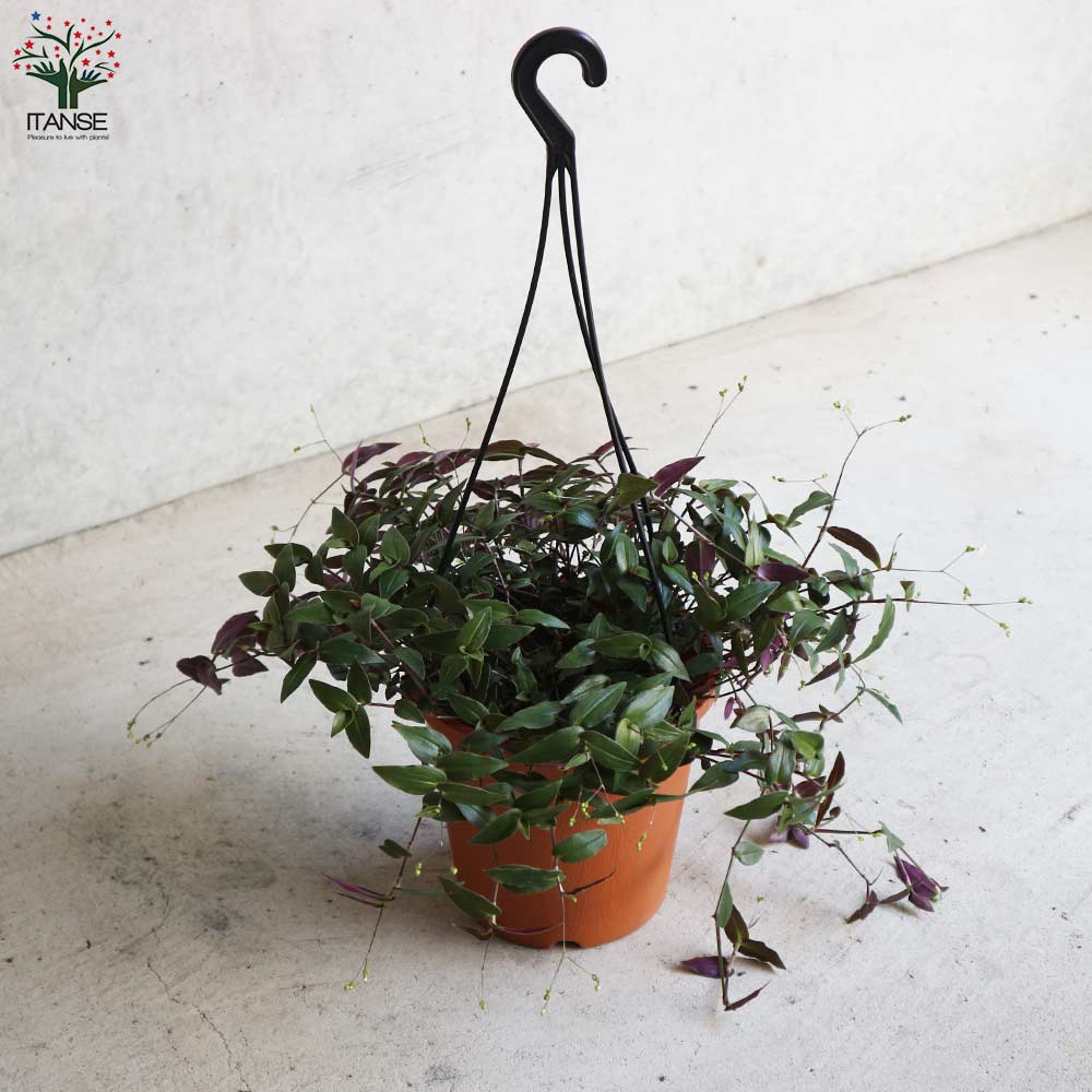 Itanse良品ｾﾚｸﾄ通販