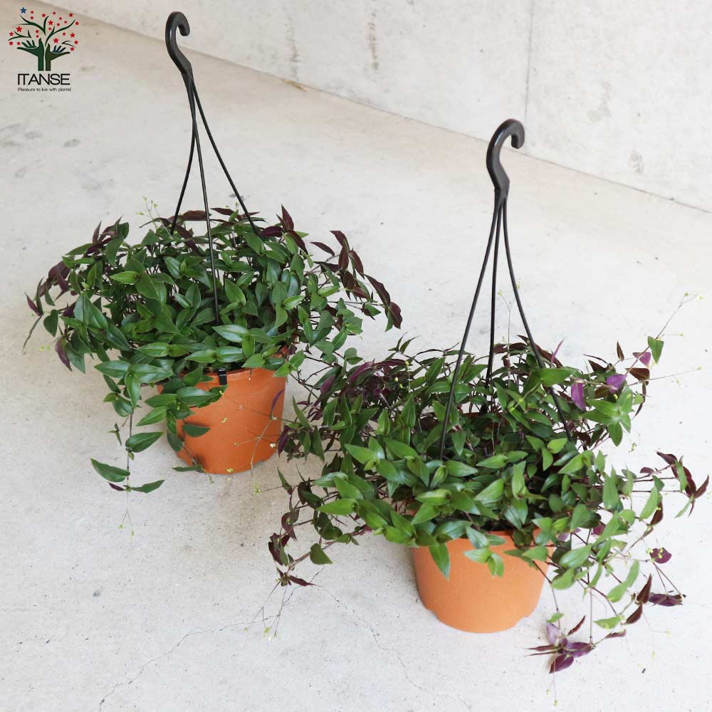 Itanse良品ｾﾚｸﾄ通販