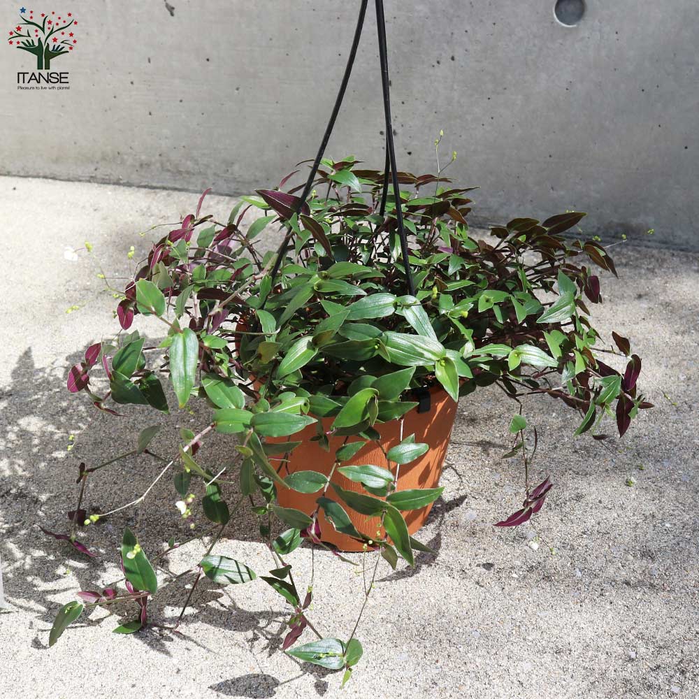 Itanse良品ｾﾚｸﾄ通販