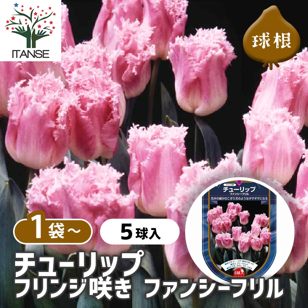 チューリップ フリンジ咲き ファンシーフリル