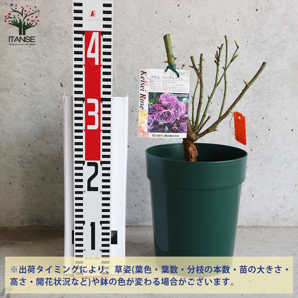 薔薇の苗 プラム パーフェクト【花苗6号鉢 国産接ぎ木苗／1個売り