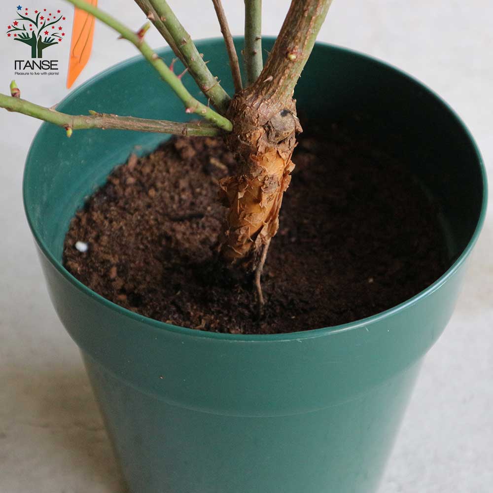 和バラ接木苗 楽天市場】【送料無料】薔薇の苗 ピンクピース ( 四季咲きハイブリッド